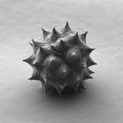 180px-pollen_grain_of_helichrysum.png