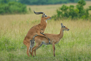 035_uganda_kobs_mating_at_queen_elizabeth_national_park_photo_by_giles_laurent.jpg
