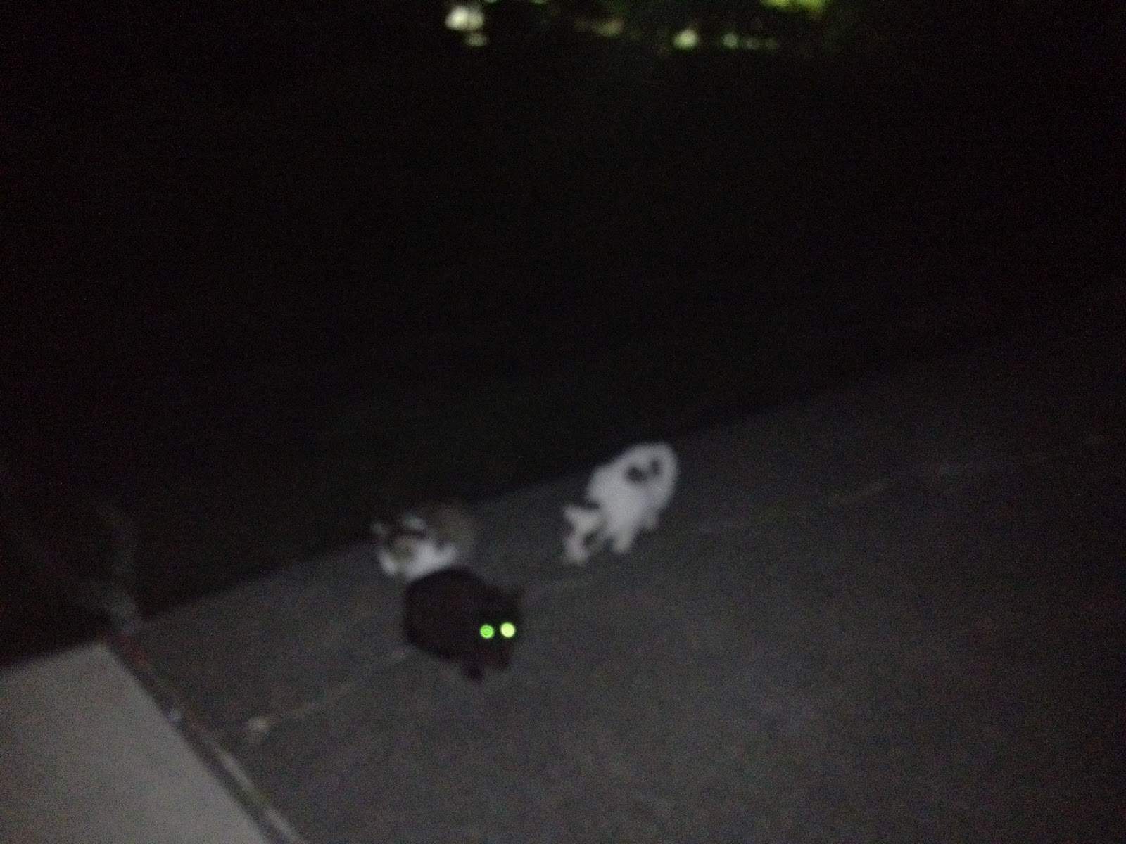 Cats in the dark