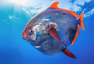 The Opah, was the first fish discovered to have a “warm-blooded heart” in 2015.