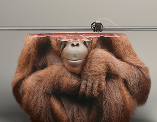 young-rubicam-ifaw-campaign-3d-printed-animals-designboom-13.jpg