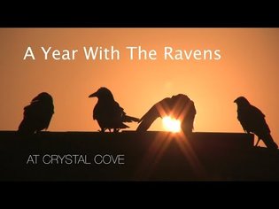 A Year With The Ravens at Crystal Cove