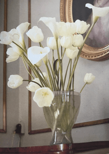 Tulips and arum lilies 