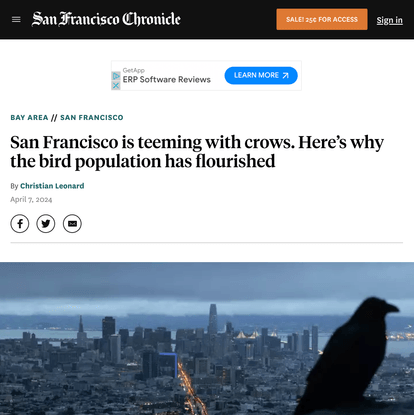 “San Franciscrow”: Why S.F. is now teeming with crows