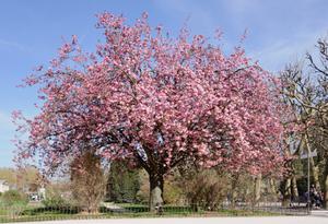 A Japanese cherry tree in full bloom, pink blooms cascading down bowing branches.