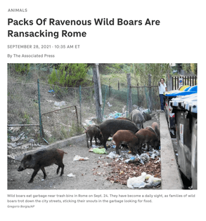 Packs Of Ravenous Wild Boars Are Ransacking Rome