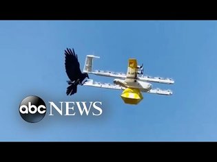 Raven attacks drone delivering coffee | ABC News