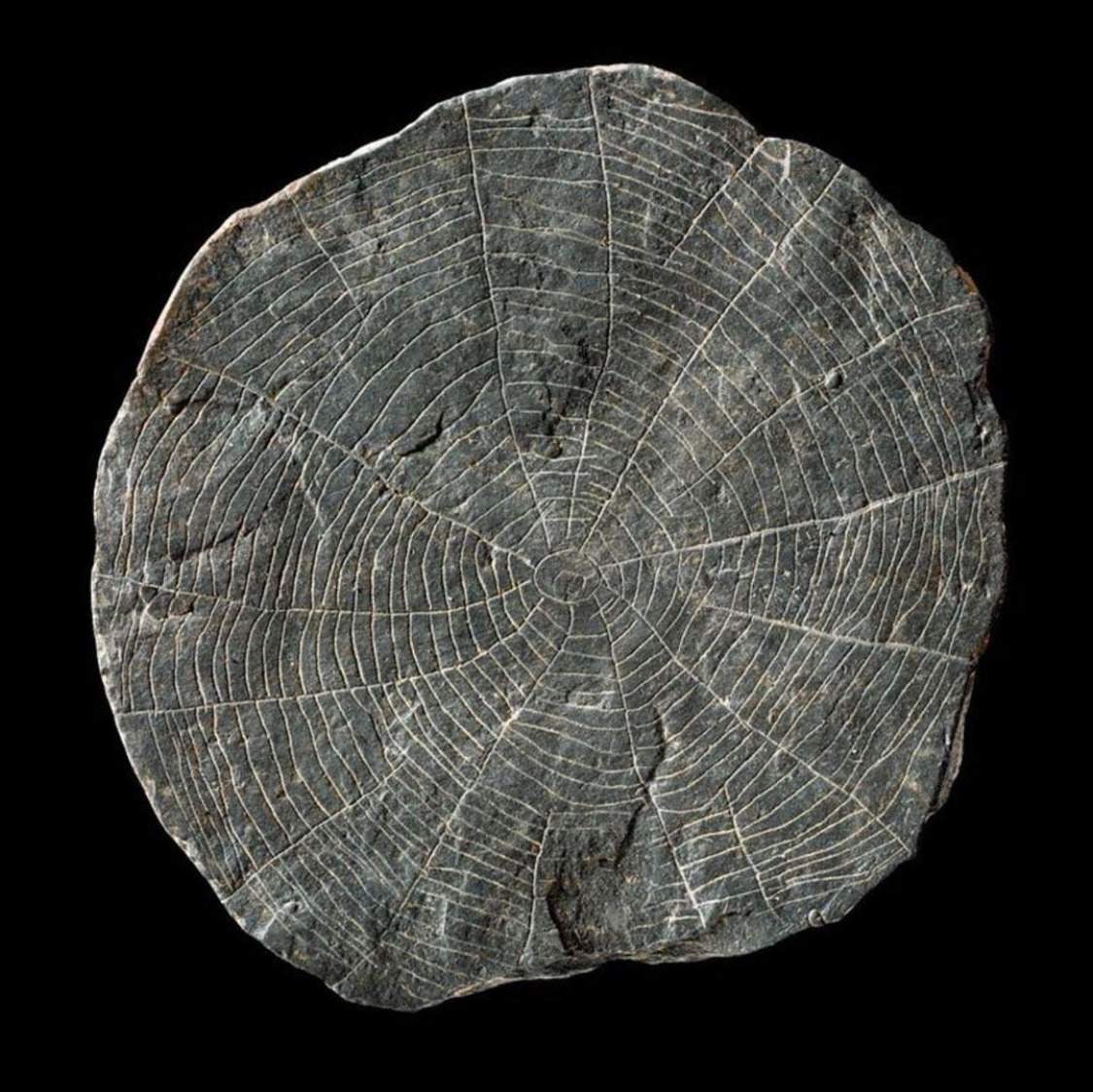 5000 year old “spider stone” from Denmark