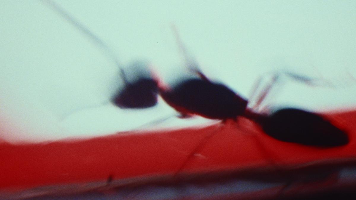 symbiotic_still_040.png
