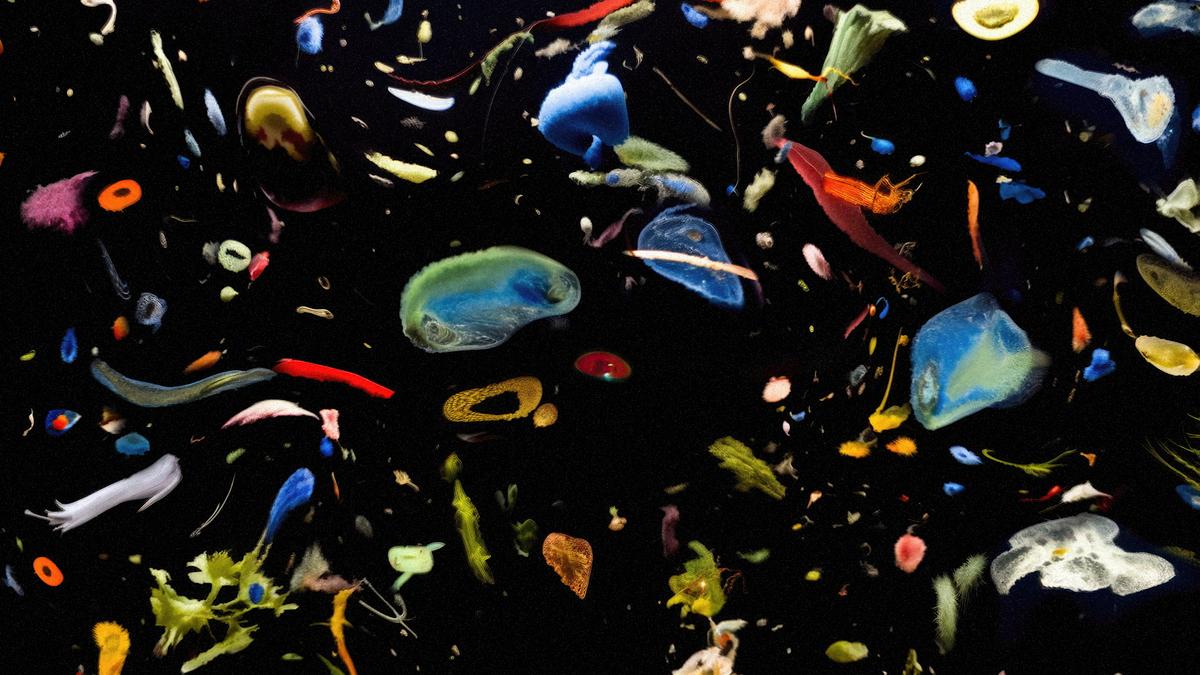 symbiotic_still_098.png