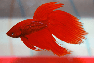 red-siamese-fighting-fish-betta-fish-2325-p.jpg
