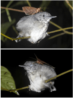 Moth Drinking Tears of a Sleeping Bird