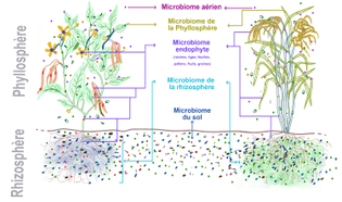 microbiomes_v-g-taux_plant_microbiome.jpg