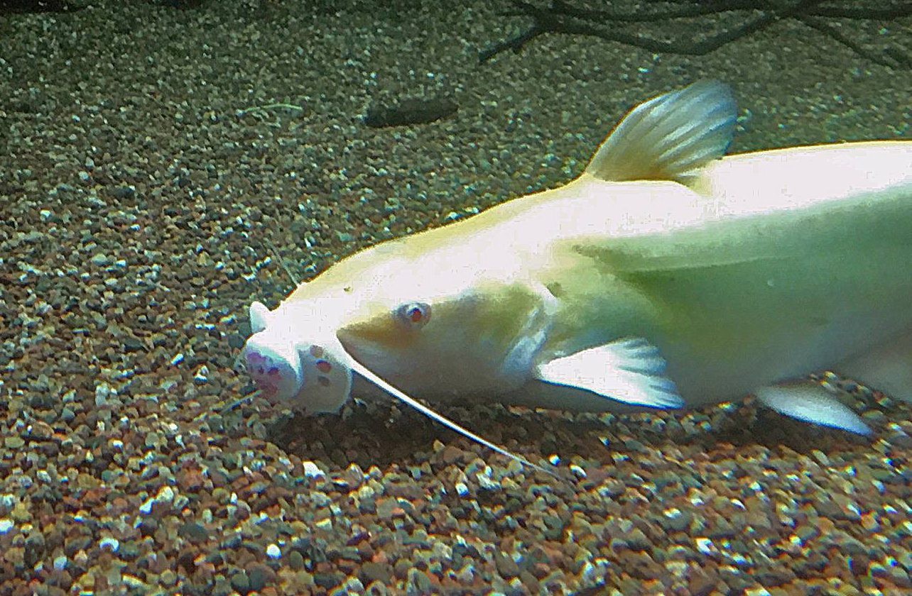 albino catfish with pacifier 