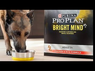 Breakthrough Nutrition for Senior Dogs | Purina® Pro Plan® Bright Mind® 7+