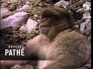 Gibraltar Apes (1971)