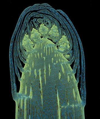 Longitudinal section through a white asparagus shoot tip | 2022 Photomicrography Competition