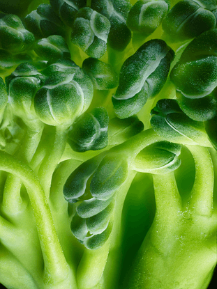 Broccoli | 2017 Photomicrography Competition