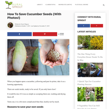 How To Save Cucumber Seeds (With Photos!)