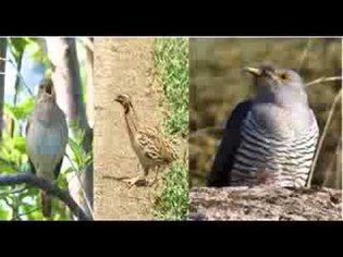Beethoven - 6th Symphony birdsong-sequence with images