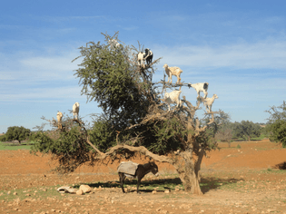 56_goats1-jpg.jpg