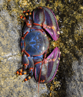 Porcelain Crab, Petrolisthes violaceus, family Porcellanidae, coast of Chile
