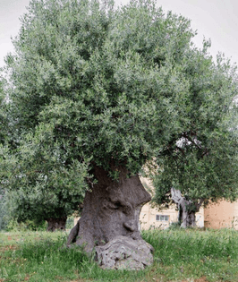 a-15-century-old-olive-tree-in-apulia-deep-in-thought.-.jpeg