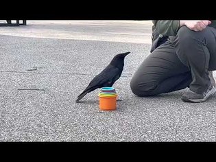 Crow stacking some cups