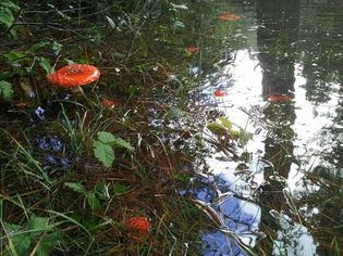 Sierra Dawn- Aquatic Amanita Muscaria patch flooded by rain