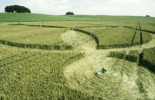 Avebury Down, Wiltshire 16th July 2000 | Wheat P 35mm
