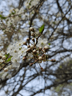 Plum tree flowers in May