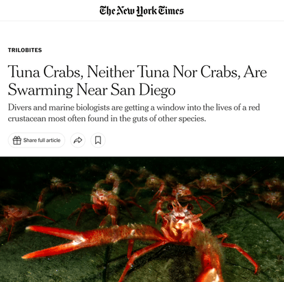 Tuna Crabs, Neither Tuna Nor Crabs, Are Swarming Near San Diego