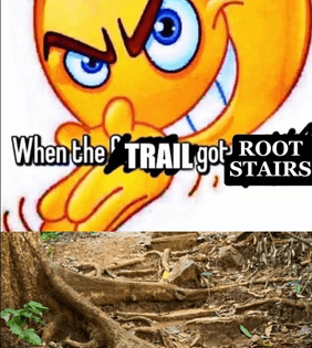 root-stairs.jpeg