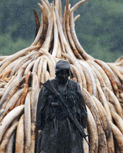 Kenyan soldier in front of confiscated ivory, 2016