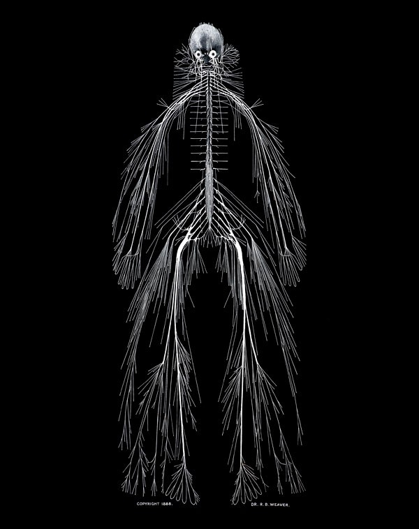 Cerebro-spinal-nervous-system600.jpg