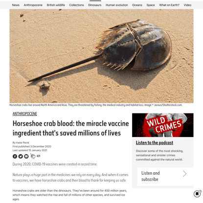 Horseshoe crab blood: the miracle vaccine ingredient that’s saved millions of lives