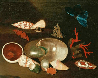 Philipp Sauerland, Still Life with Shells and Butterflies, 18th century