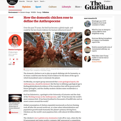 How the domestic chicken rose to define the Anthropocene