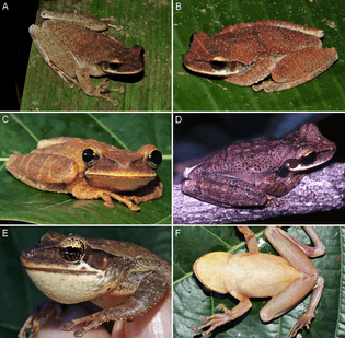 veined-golden-eyed-treefrog-1-.png