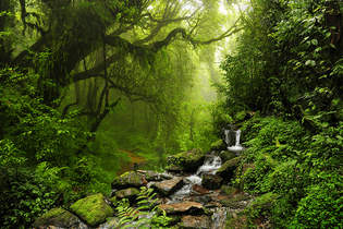 jungledreamstime_l_56902828.jpg