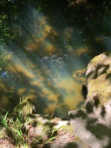 Shadows of leaves on water.