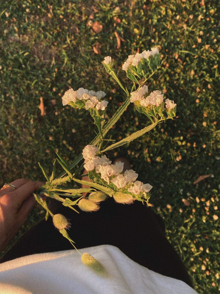 hare's tale grass and white limonium