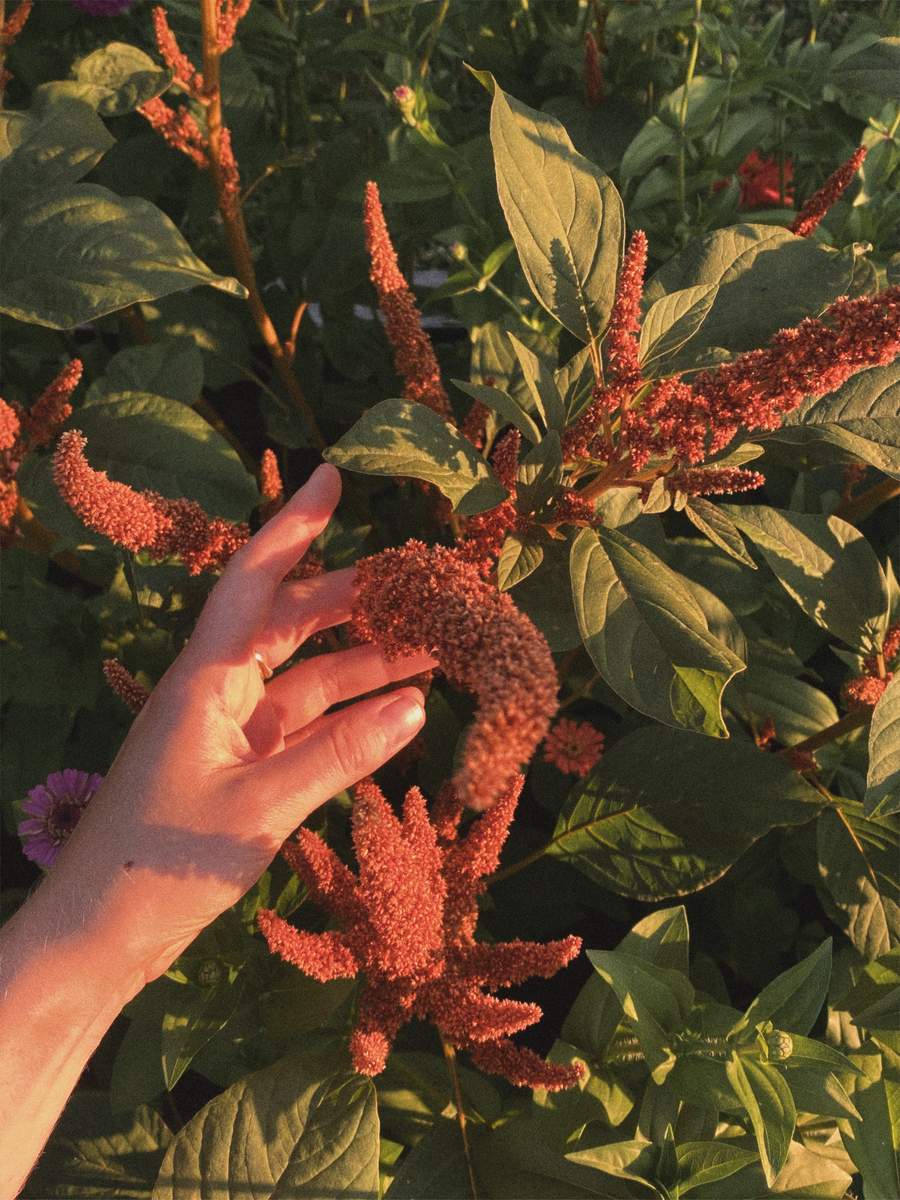 hot biscuits amaranthus
