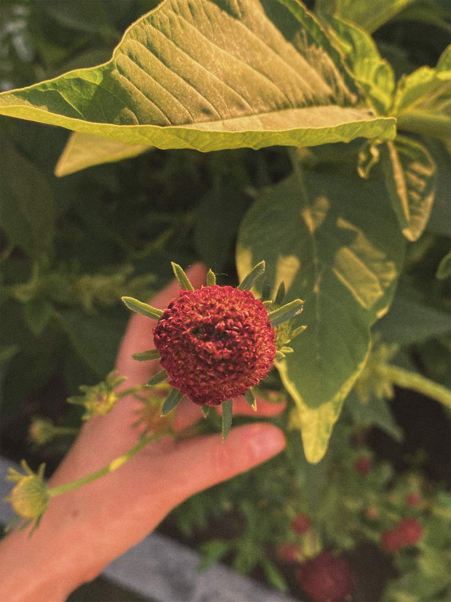 scabious incoming