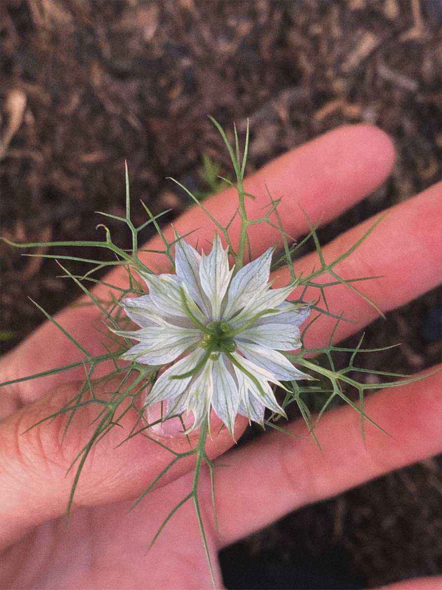 tiniest nigella :')