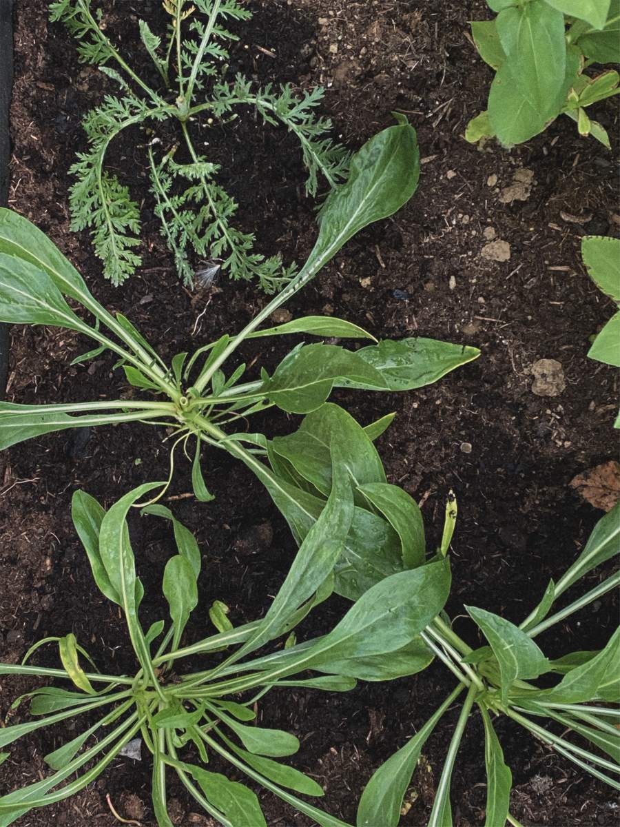 scabious and achillea planted yesterday