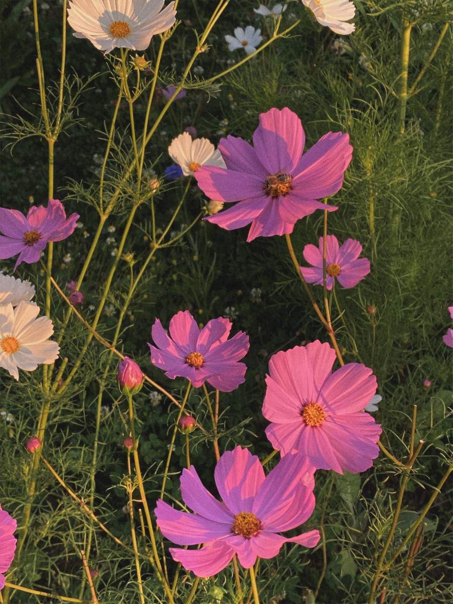 cosmos abundance