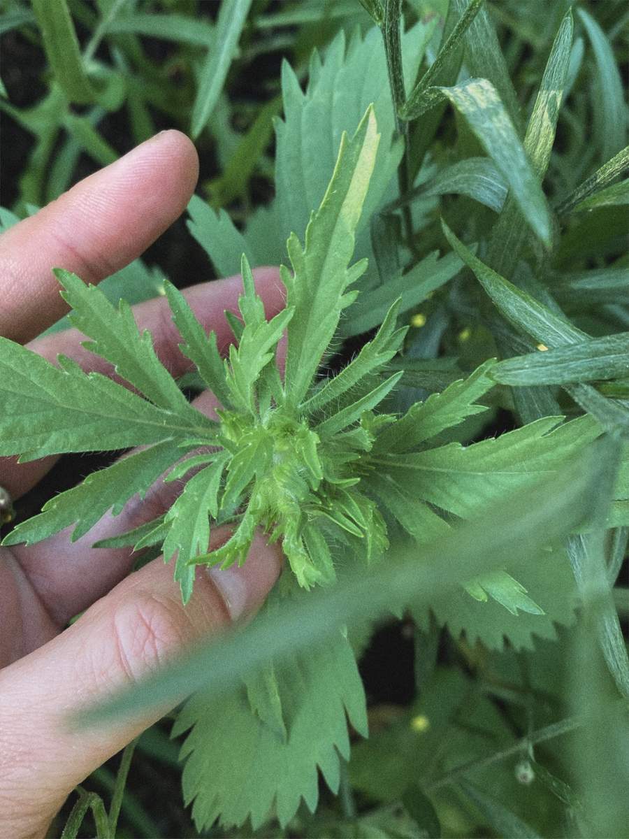 multiple buds on scabiosa stellata