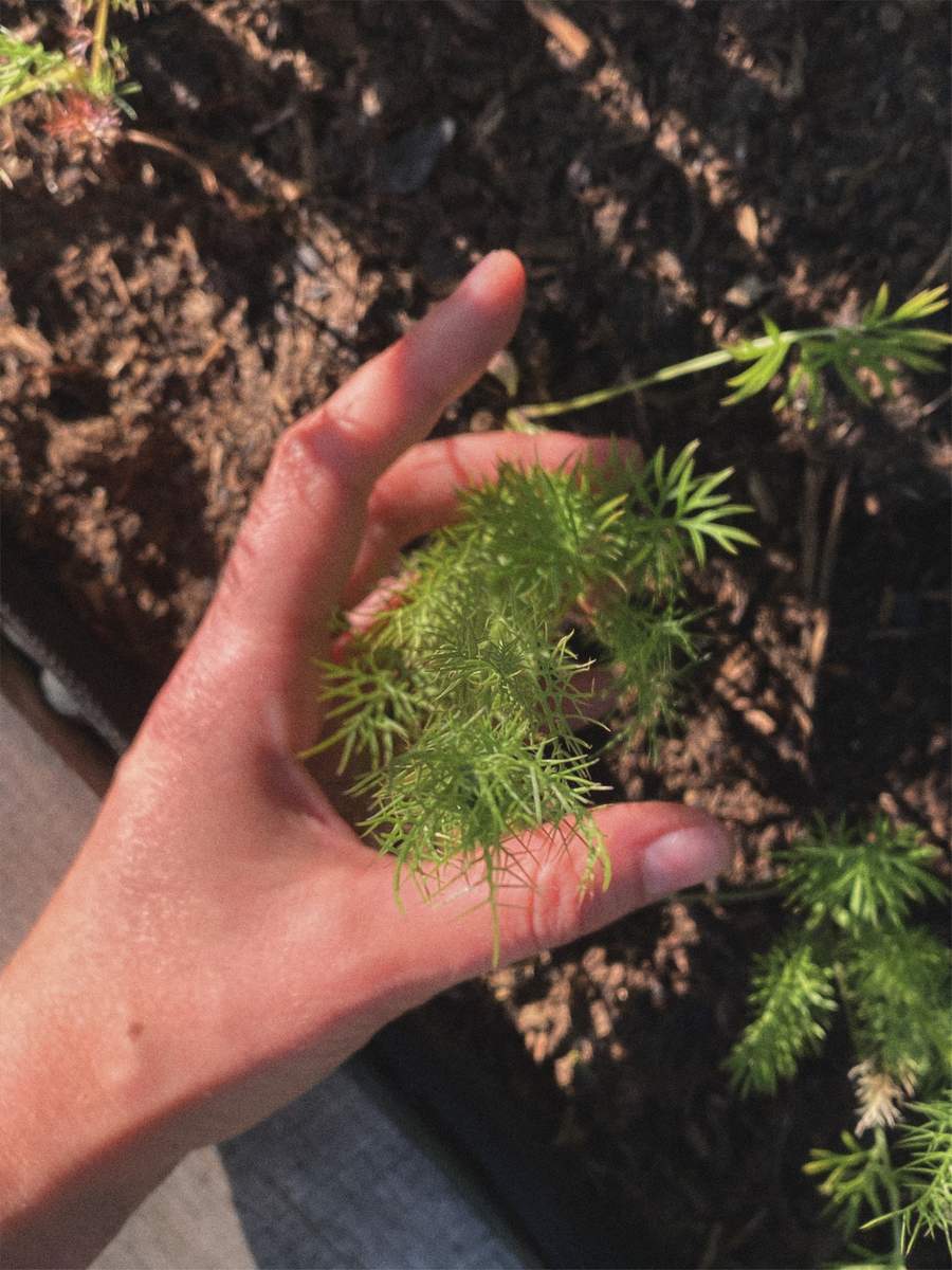 still very tiny nigella