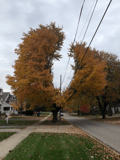 “Amazing utility co. topiary in suburban Chicago.”